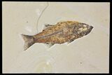 Fossil Fish (Mioplosus) - Uncommon Species #119455-1